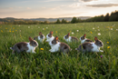  Brown-and-white rabbits sitting among tall grass and wildflowers in a meadow.