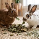 Brown rabbit and white rabbit with brown markings nibbling dried apple leaves beside a pile of leaves and hay.