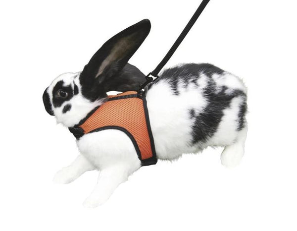 Rabbit & Guinea pig harness sport