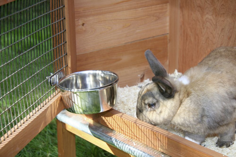 Stainless Steel Cage Bowl (Screw-Fit) – My Rabbit Stuff