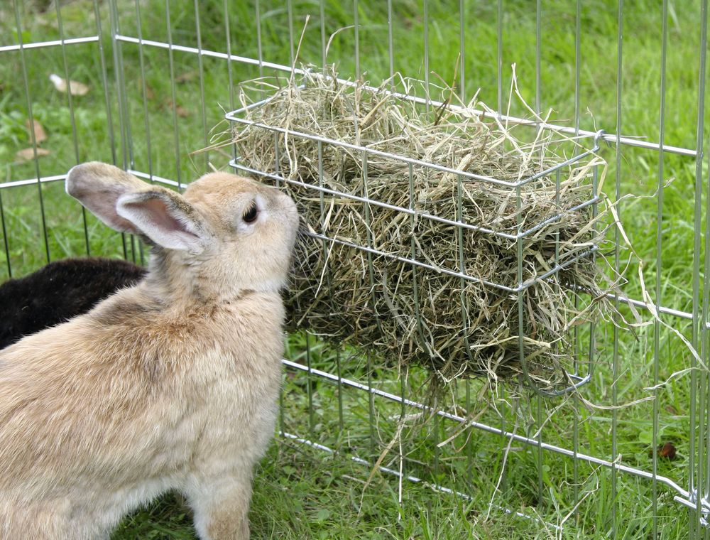 Hay Rack- clip on – My Rabbit Stuff