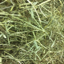  English Timothy hay for rabbits, showing green stalks, leaves and seed heads.